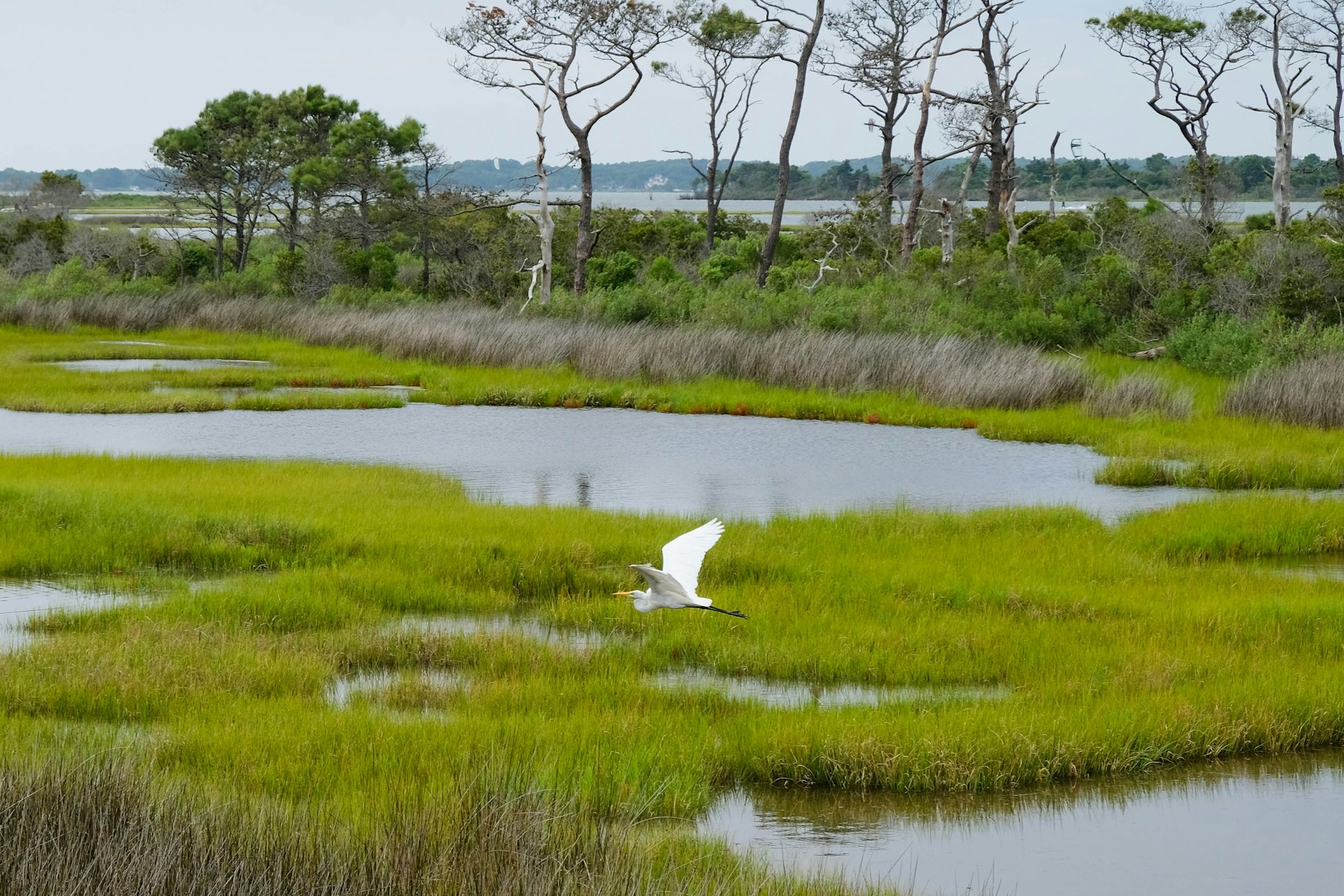 Coastal wetland with winding water channels and an egret in flight