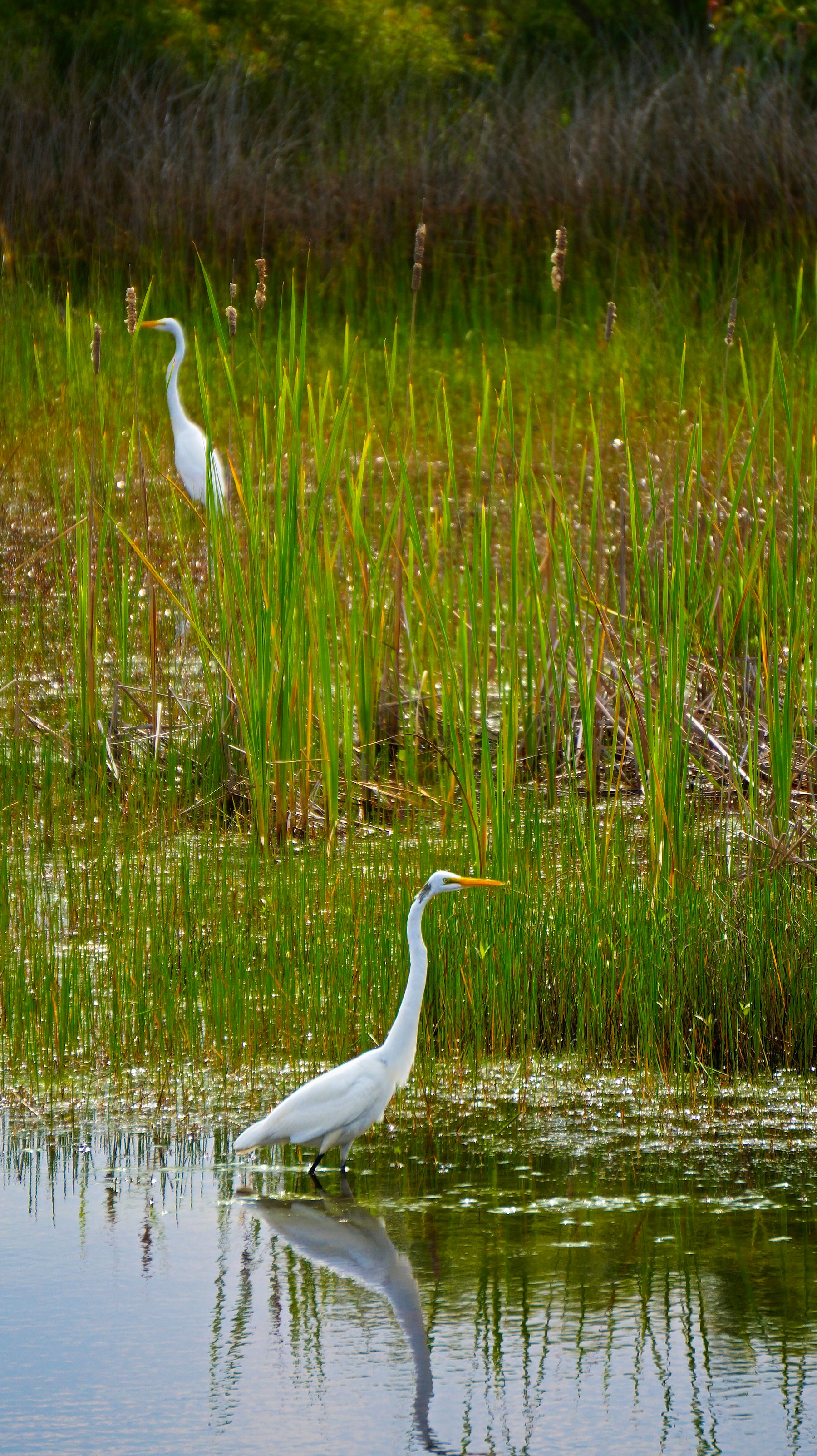 Two white egrets standing among tall wetland reeds