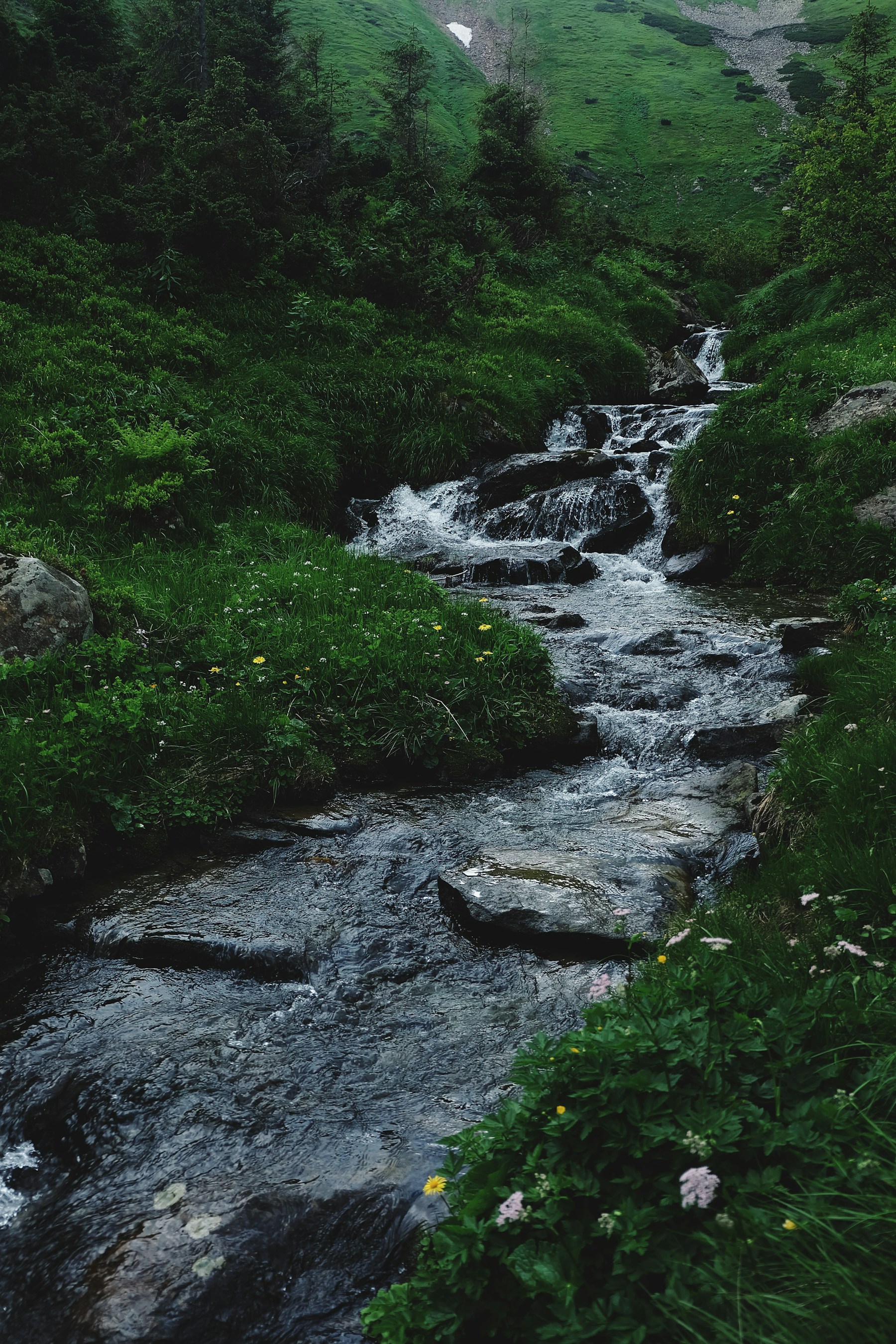 Narrow stream cascading down a dark green mountain slope