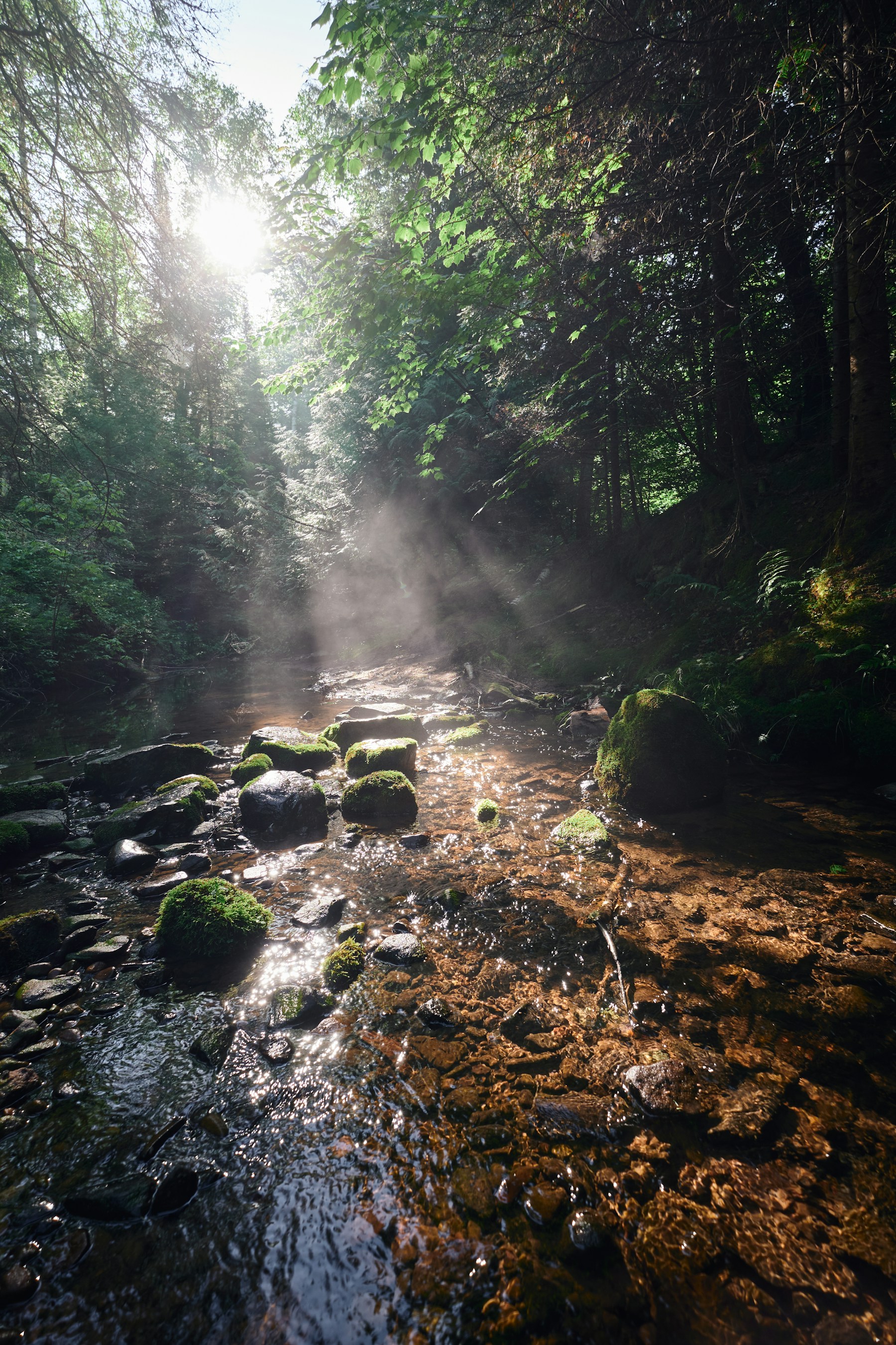 Sunlight filtering through a forest canopy onto a shallow rocky creek